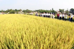 Khảo nghiệm và sản xuất nhiều giống lúa chất lượng cao