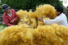 Đưa miến ra thị trường tiêu thụ. (Ảnh: An Đăng/TTXVN)