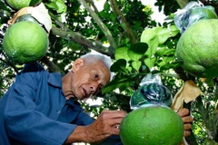 Những trái bưởi hồ lô chuẩn bị được thu hoạch. (Ảnh: Duy Khương/TTXVN)