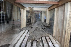 Hà Nội bảo tồn và cứu hộ hơn 300 cá thể động vật hoang dã