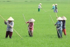 Chăm sóc lúa Đông-Xuân. (Ảnh: Duy Khương/TTXVN)