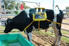 INTA từng gây tiếng vang trong giới khoa học thế giới sau khi chế tạo thành công thiết bị đo khí thải được hình thành trong dạ cỏ của bò. (Nguồn: INTA)