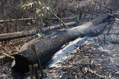 (Ảnh minh họa: Xuân Tiến/TTXVN)