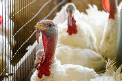 Cúm gia cầm H5N2 lây lan với tốc độ đáng báo động tại Mỹ