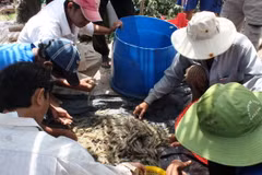 Tôm trái mùa mất giá khiến bà con nông dân thiệt hại nặng