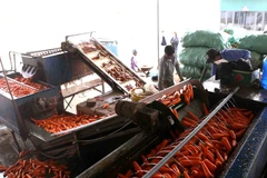 (Ảnh: Vũ Sinh/Vietnam+)