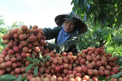 Ưu tiên đảm bảo đủ nguồn vốn cho Ngân hàng Chính sách 