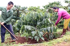 Các tỉnh Tây Nguyên tập trung “cải lão” vườn càphê 