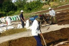Người dân huyện Bảo Lộc, Lâm Đồng phơi và bảo quản cà phê sau thu hoạch. (Ảnh: Ngọc Hà/TTXVN).