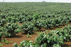 Nguồn vốn cho tái canh càphê đã sẵn sàng đợi xuất...