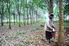 Ảnh minh họa. (Ảnh: Hồ Cầu/TTXVN).