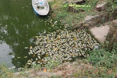 Cá chết trên mặt hồ trong hồ công viên văn hóa Thanh Lễ, thành phố Thủ Dầu Một, tỉnh Bình Dương. (Ảnh: Huyền Trang/TTXVN)