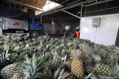 Sơ chế dứa nguyên liệu để đưa vào chế biến dứa đóng hộp xuất khẩu tại nhà máy của Công ty CP Xuất nhập khẩu Nông sản thực phẩm An Giang (tỉnh An Giang). (Ảnh: Vũ Sinh/TTXVN)