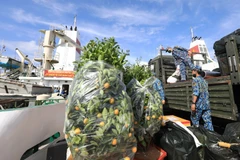 Những chậu quất cảnh là món quà Tết vô cùng ý nghĩa từ đất liền gửi đến quân và dân huyện đảo Trường Sa (Khánh Hòa). (Ảnh: Thành Đạt/TTXVN)