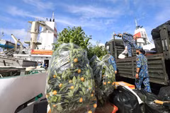 Những chậu quất cảnh là món quà Tết vô cùng ý nghĩa từ đất liền gửi đến quân và dân huyện đảo Trường Sa (Khánh Hòa). (Ảnh: Thành Đạt/TTXVN)