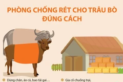 [Infographics] Cách phòng chống rét cho trâu bò đúng cách