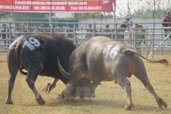 Lễ chọi trâu diễn ra tại sân vận động huyện Phúc Thọ, Hà Nội. 