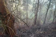 (Ảnh minh họa: TTXVN phát)