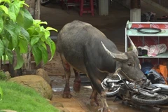 Con trâu bị sổng chuồng gây ra nhiều thiệt hại. (Ảnh: Đậu Tất Thành/Vietnam+)
