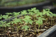 (Ảnh minh họa: Xuân Tư/TTXVN)