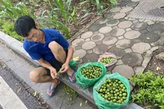 Trèo sấu - nghề mưu sinh nguy hiểm nhưng đem lại thu nhập cao