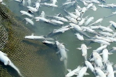 (Ảnh minh họa: Trung Kiên/TTXVN)