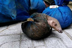 (Ảnh minh họa: Trịnh Duy Hưng/TTXVN)