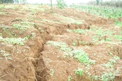 Tình trạng sụt lún, sạt trượt tại rẫy của các hộ dân sát cạnh hồ bùn đỏ số 2 (hồ dự phòng) Nhà máy Alumin Nhân Cơ (Công ty Nhôm Đắk Nông - TKV) diễn ra từ giữa năm 2017 trở lại đây và ngày càng nghiêm trọng. (Ảnh: TTXVN phát)