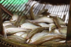 Cá linh mùa nước nổi - "món quà" cho người dân miền Tây