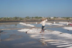 Diêm dân xã An Ngãi, huyện Long Điền thu hoạch muối niên vụ 2016-2017. (Ảnh: Hoàng Nhị/TTXVN)