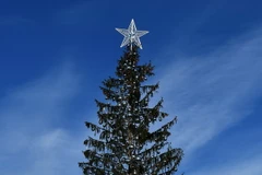 Vẻ xơ xác của cây thông Giáng sinh tại Rome, Italy ngày 19/12. (Nguồn: AFP/TTXVN)