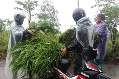 (Ảnh minh họa: Hồng Ninh/TTXVN)