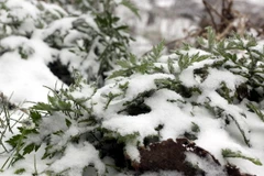 (Ảnh minh họa: Thế Duyệt/TTXVN)