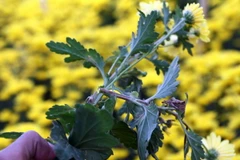 Bệnh lạ khiến thân cúc khô từ bên trong gây chết cây. (Ảnh: Chu Quốc Hùng/TTXVN)