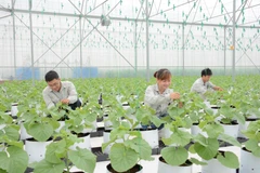 Sản xuất dưa lưới trong nhà kính từ Vinaseed thuộc PAN. (Ảnh: Vietnam+)