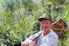 Bắc Kạn có điều kiện thiên nhiên, thổ nhưỡng thuận lợi cho hoạt động sản xuất nông sản hữu cơ và trong đó có cây nghệ với hàm lượng curcummin cao được ngành dược liệu ưa chuộng. (Ảnh: Hạnh Nguyễn/Vietnam+) 