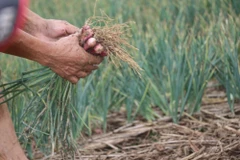 Giá hành bán tại ruộng từ 7.000 đồng – 8.000 đồng/kg. (Ảnh: Hạnh Nguyễn/Vietnam+) 