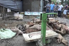 Lực lượng chức năng xã Vĩnh Lộc B, huyện Bình Chánh thu gom xác lợn chết để đưa đi tiêu hủy đúng quy định. (Ảnh: TTXVN phát)