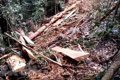 Ảnh minh họa. (Nguồn: TTXVN)