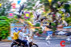 Tác phẩm dự thi 'Khoảnh khắc những cánh chim' của tác giả Đỗ Trọng Hoài Ân (Vũng Tàu)