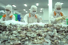 Chế biến tôm xuất khẩu. (Ảnh: Thanh Vũ/TTXVN)