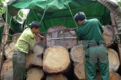 Ảnh minh họa. (Nguồn: TTXVN)