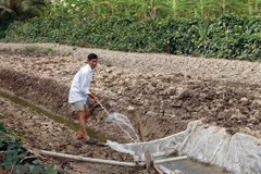 Ảnh minh họa. (Nguồn: TTXVN)