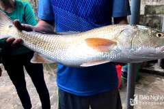 Ngư dân Nghệ An câu được cá nghi là sủ vàng quý hiếm, nặng gần 5kg