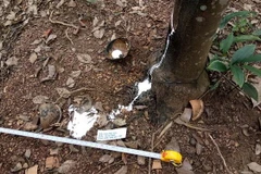 Cây cao su của gia đình ông Lý bị kẻ gian chặt phá ngày 8/11. (Ảnh: Đậu Tất Thành/TTXVN)