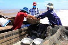 Ngư dân ở xã Quảng Công, huyện Quảng Điền chuyển cá từ thuyền lên bờ để bán. (Ảnh: Hồ Cầu/TTXVN)