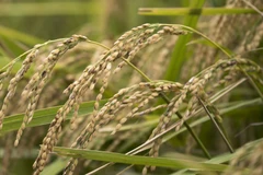 (Nguồn: Bloomberg)