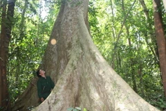 Cây di sản được bảo vệ nghiêm ngặt. (Ảnh: K GỬIH/TTXVN)