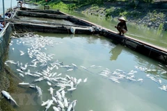 Ảnh minh họa. (Nguồn: TTXVN)