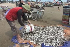 Ngư dân thu hoạch cá trích. (Nguồn: TTXVN)